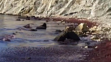 Окрашенное в багровый цвет море в Новороссийске попало на видео