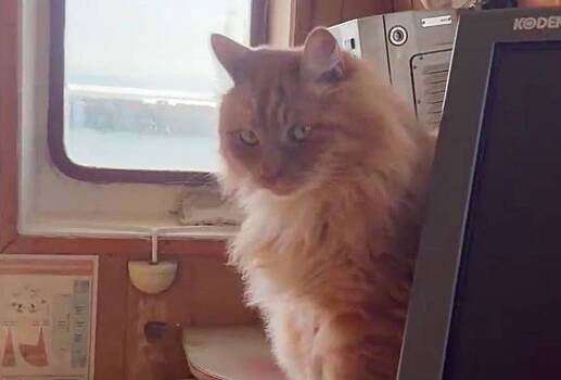 Рыжий кот 5 лет служит матросом на судне
