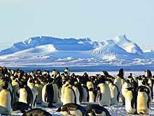 Топ-7 лучших мест для наблюдения за пингвинами в круизе