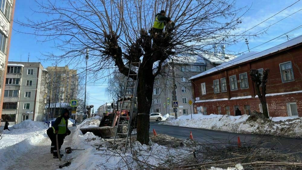 В Кирове завершена омолаживающая обрезка деревьев
