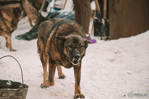Подростки в Краснодарском крае попали в больницу после нападения стаи собак