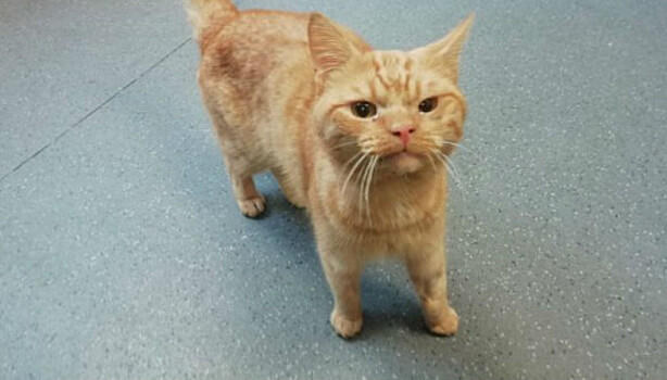 Grumpy Cat, подвинься: котик попал под машину и стал самым хмурым в интернете