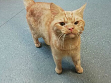 Grumpy Cat, подвинься: котик попал под машину и стал самым хмурым в интернете