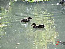 Старицу в Кургане очистят за 100 миллионов рублей