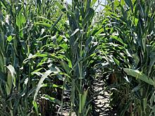 Обещание Обрадора по ГМО кукурузе сильно обеспокоило американских фермеров