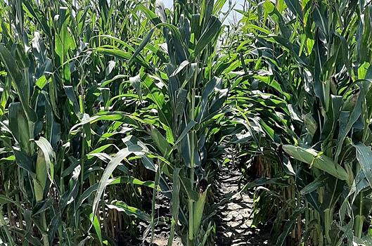 Обещание Обрадора по ГМО кукурузе сильно обеспокоило американских фермеров