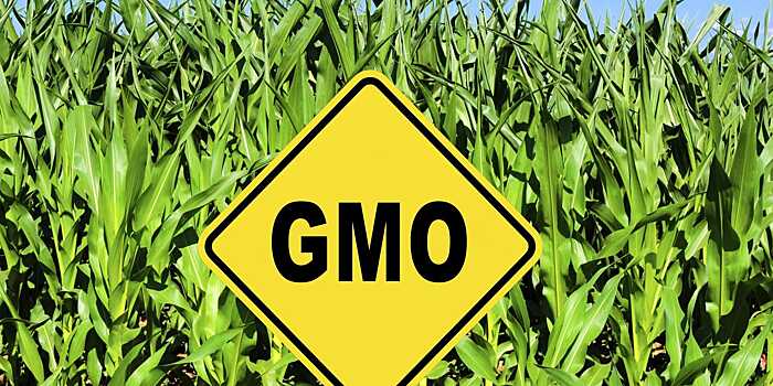 Китай обнаружил ГМО в отечественном рапсе и рапсовом масле