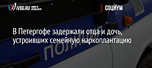 В Петергофе «накрыли» семейную плантацию марихуаны