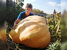 Тыква с карету: школьник из Навашина поделился секретом рекордного урожая