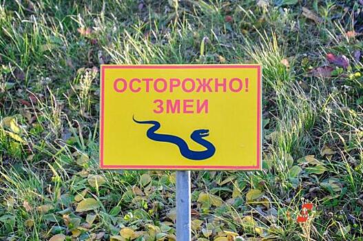 Югорчане засняли на видео плавающую в озере ядовитую гадюку: как спастись от змеи