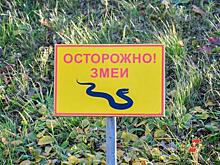 Жителей Нижневартовска напугала змея: вела себя агрессивно