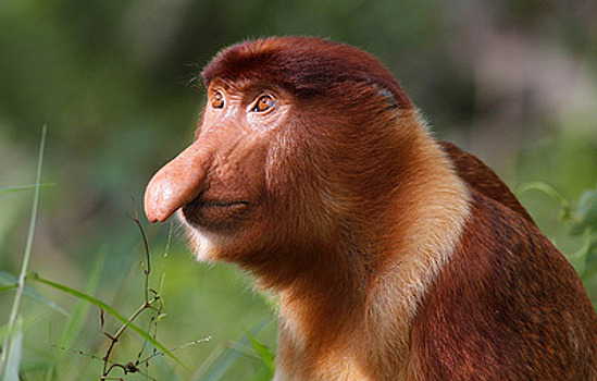 Доказано, что большой нос обезьян-носачей помогает им издавать громкие звуки