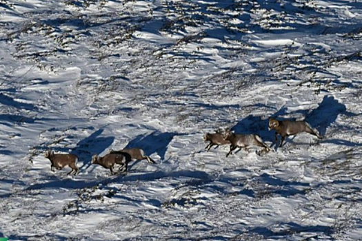 В Якутии пересчитают краснокнижных снежных баранов