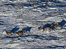 В Якутии пересчитают краснокнижных снежных баранов