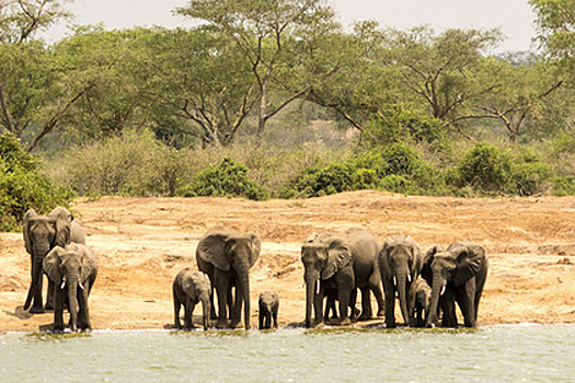 Дикие слоны сбежали из заповедника и убили двух жителей деревни