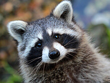 «Матч ТВ» взял под опеку енота после инцидента в Геленджике