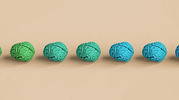 Как меняется мозг человека начиная с 30 лет