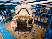 Новосибирские коровы увеличили удои из-за теплой зимы-2025