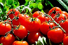 Кабмин РФ разрешил беспошлинно ввезти до 100 тысяч тонн томатов до 31 мая