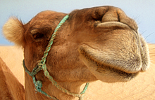 Конкурс красоты среди верблюдов в Саудовской Аравии ознаменовался ботоксным скандалом