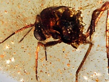 Найдена "капсула времени" возрастом 112 миллионов лет