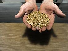 Самарские производители зерна снижают рентабельность