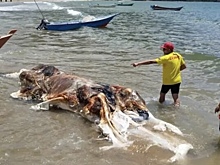 Тушу неизвестного существа выбросило на пляж в Малайзии