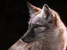 Ветеринары заявили о напряженной ситуации с бешенством в Татарстане