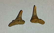 В Шацком районе нашли зубы ископаемых акул рода сфенодус