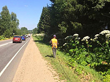 Обработку борщевика вдоль трасс завершили в Подмосковье