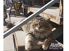 Соцсети восхитил «антикварный» кот из Ростова