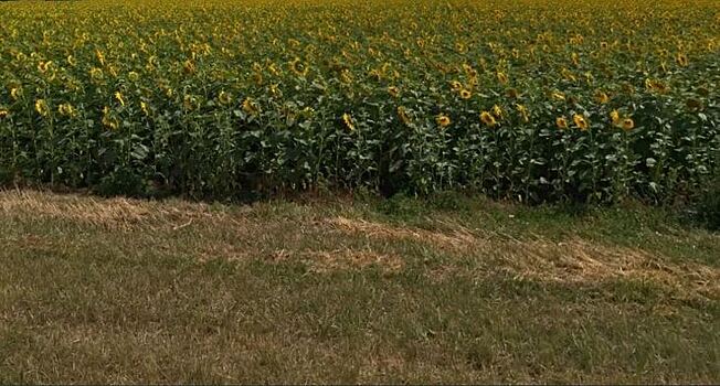 Возможность выращивать масличные в тропическом климате доказал австралийский проект