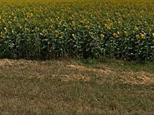 Возможность выращивать масличные в тропическом климате доказал австралийский проект