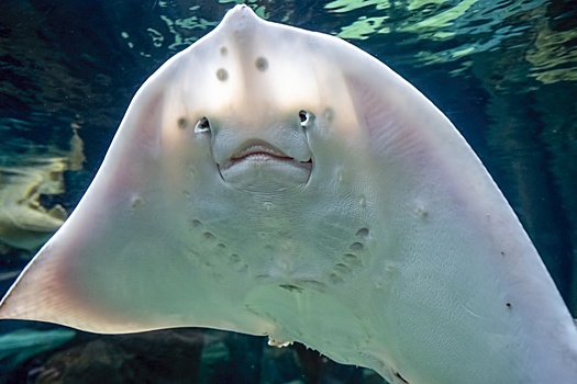 В Подмосковье скат ранил женщину во время приготовления ужина