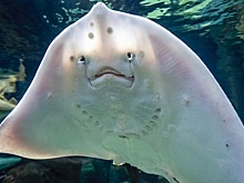 В Подмосковье скат ранил женщину во время приготовления ужина