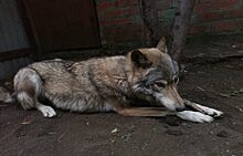 В Челябинске владелицу волкособа присудили штраф за укус ребенка
