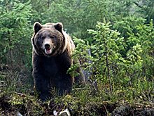 Медведь напал на человека в Словакии