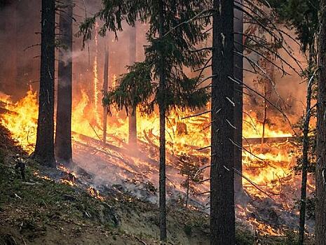 Экологи поддержали идеи Минприроды по борьбе с лесными пожарами