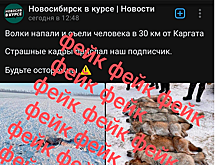 Минприроды назвало фейком новость о нападении волков под Новосибирском
