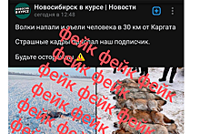 Минприроды назвало фейком новость о нападении волков под Новосибирском