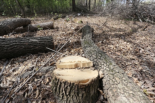 «Готовимся к саммиту ШОС»: в Челябинском бору до конца года вырубят сотни деревьев
