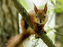 Как животные Москвы перенесли летний зной