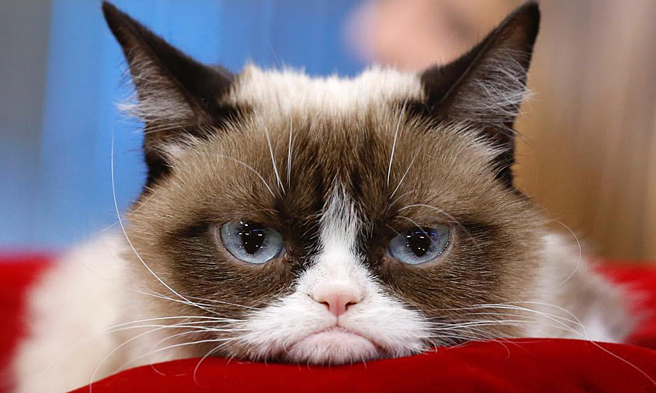 Умер Grumpy Cat, сообщается в его официальном твиттере. 