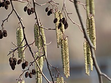 Чем полезна ольха и что она лечит