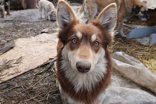Как кузбассовцы помогают бездомным животным