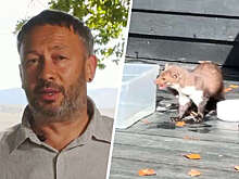 Baza: российский винодел Швец заразился бешенством после нападения куницы