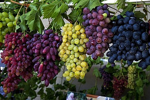 Правительство расширило функционал реестра виноградных насаждений