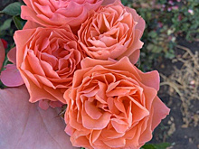 Зимуют без укрытия! Невероятно живучие сорта роз для Сибири