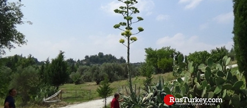 В Турции зацвела редкая мексиканская агава