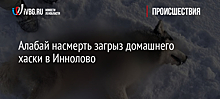 Алабай насмерть загрыз домашнего хаски в Иннолово